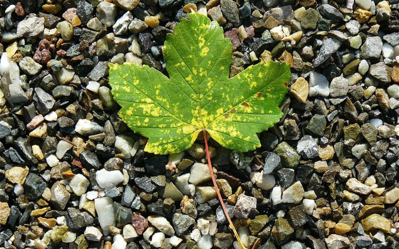 maple-leaf-422582_1280 maple-leaf-422582_1280